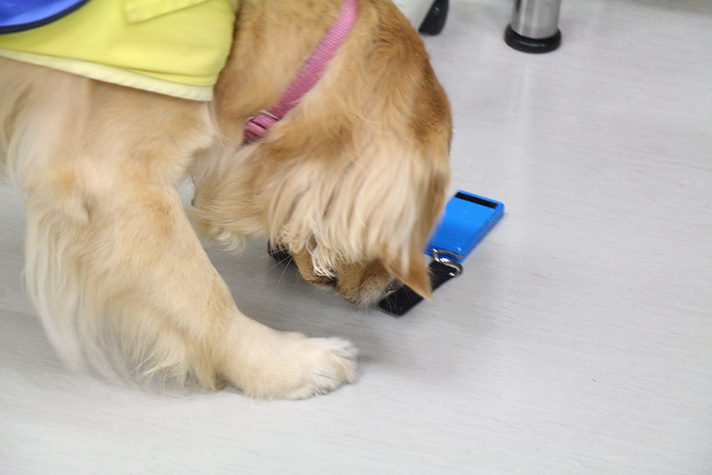 介助犬-携帯電話