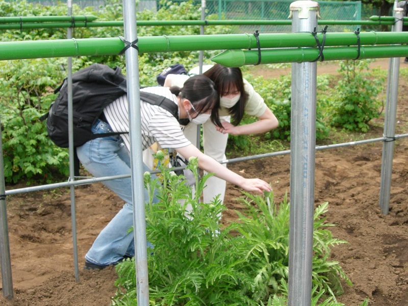 薬用植物園見学4