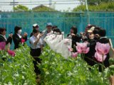140605薬用植物園1